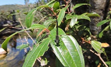 Foto no tamanho 230 pixels de largura por 136 pixels de altura