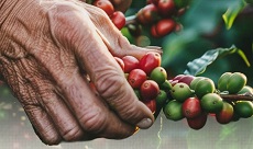 Foto no tamanho 230 pixels de largura por 136 pixels de altura